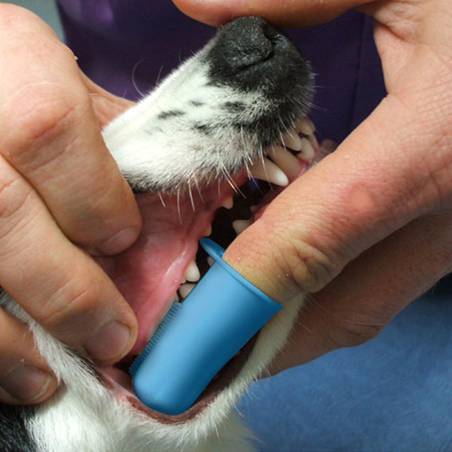 Pet Republique Dog & Cat Small Finger Toothbrush, 6 count